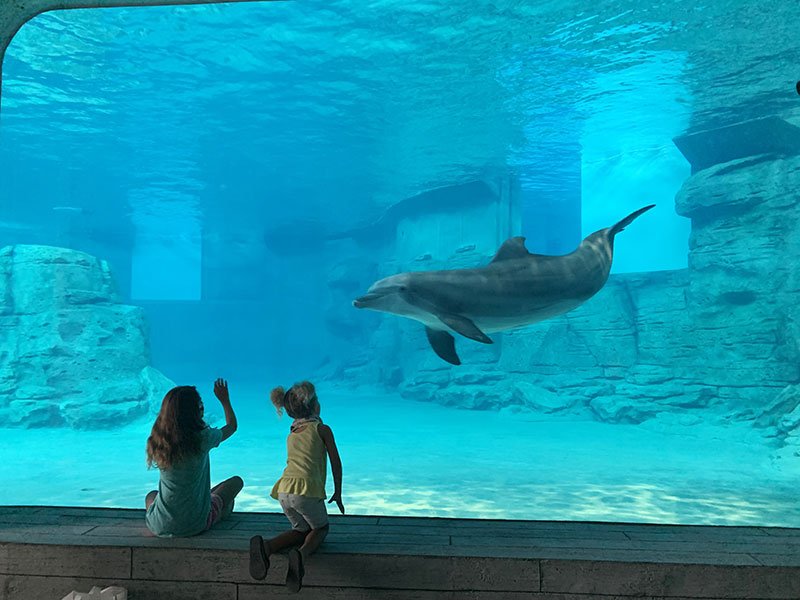 Dolphin at Clearwater Marine Aquarium